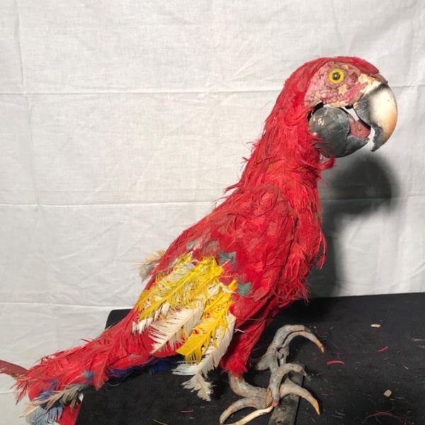 Perroquet rouge 2