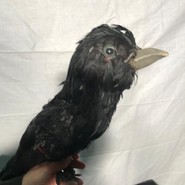 Le Corbeau 3
