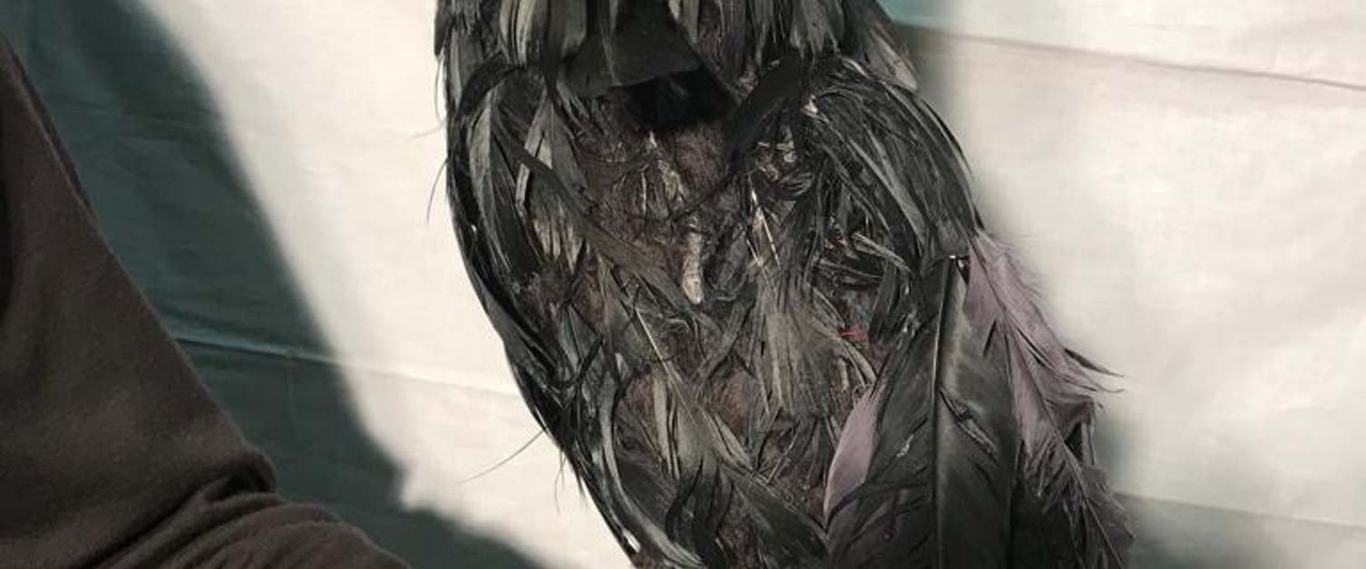 Le Corbeau